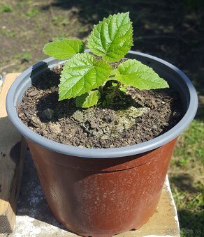 Sadenice (stromy) – Paulownia plstnatá (Paulovnia) - 4