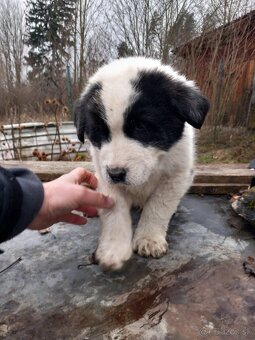 Stredoázijský ovčiak - 4