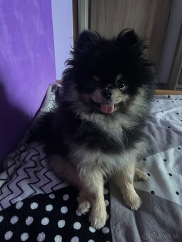 Pomeranian na krytie - 4