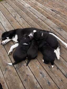 Dakujeme šteniatka - 4