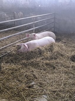 Predám jatočné ošípané/ Hízó malac eladó - 4