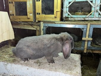 Francuzsky baran - 4