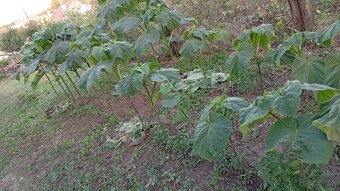 Paulownia Tomentosa - 4
