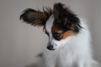Papillon s rodokmeňom - 4