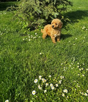 Maltipoo - 4