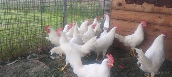 Leghorn - 4
