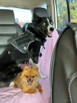 Pomeranian mini - 4