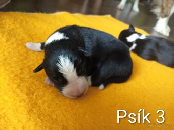 Border kolia - steniatka - 4