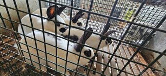 Králiky na predaj Český strakáč a Kalifornský - krížence - 4