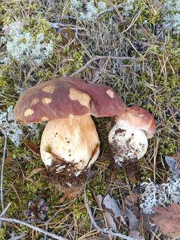 Predám sušené huby - 4