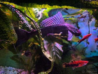 Prísavník velkoplutvý - 4