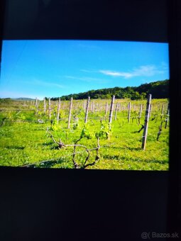 VINICA V TOKAJSKEJ OBLASTI - 4