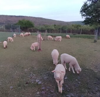 Predám jahňatá - 4