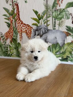 Samojed s PP - 4