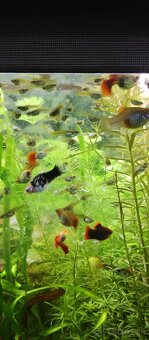 Akvarijne rastliny mix 7 druhov +10krevetiek darujem - 4