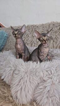 Donský sphynx mačiatka - 4