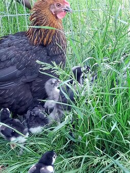 Kuriatka marans - 4