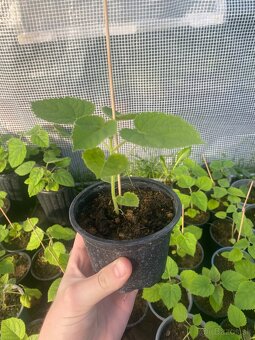 Paulownia Tomentosa rýchlorastúci strom - 4