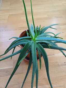 Predám Aloe vera - 4