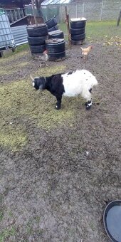 Holandský capko kastrovany 2 ročný - 4