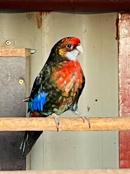 Rozela ciernomodra par - 4