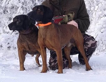 Bavorský farbiar - 4