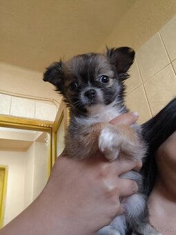 Čivava dlhosrsta šteniatka - 4