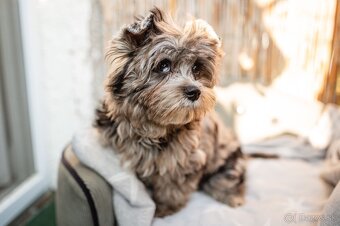 Merle Yorkshire s PP, Yorkshire terrier, Jorkshire, Yorkshir - 4
