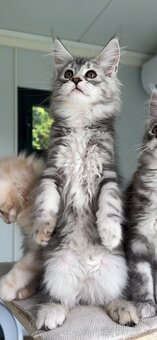Maine Coon s PP Mainská myvalia mačiatka ❣️ - 4