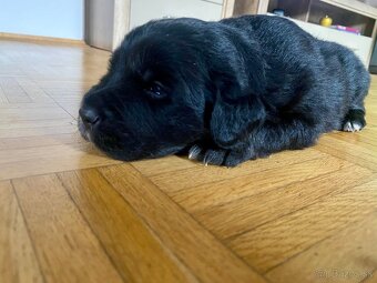 Golden Aussie steniatka - 4