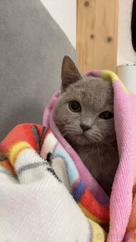 Britské Mačiatko - 4