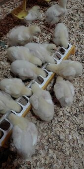 Brojlerové kurčatá - 4