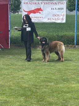 Leonberger - 4