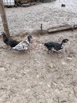 Kačky a káčeri - 4