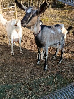 Predám kozu - 4