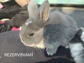 Predám zakrslých králikov (Všetci sú rezervovaný) - 4