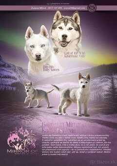 Sibirsky husky s PP - 4