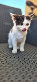 Darujem mačiatka – krížence Ragdoll - 4