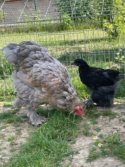 Kohútik Brahma 2 mesačný - 4