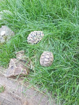 Korytnacka leopardia, - 4