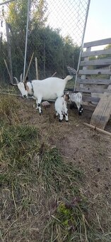 Predám mini kozu s dvomi malými capkami - 4
