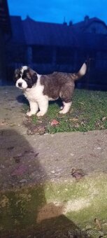 Moskovský strážny pes - 4