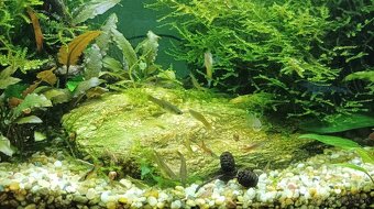 Akvárium Invital 65l - 4