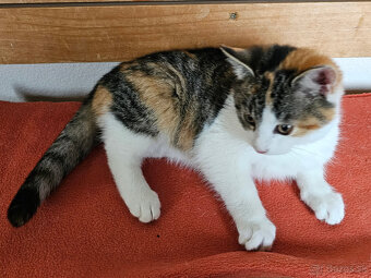 Darujem trojfarebnú mačičku - 4