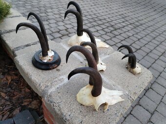 Trofeje kamzikov - 4