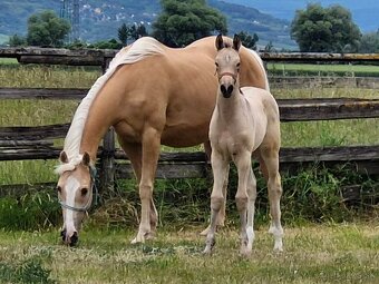 Appaloosa kobyla - 4