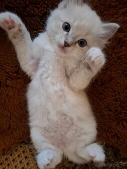 Ragdoll macicka blue lynx mitted - 4