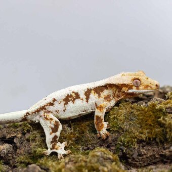 Pagekón riasnatý z chovu GeckoSVK - 4