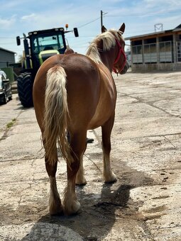 Predám kobylu - chladnokrvník - 4