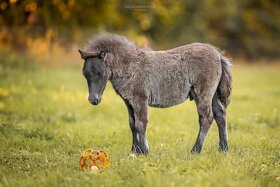Falabella hřebci (minyhorse minypony pony) - 4